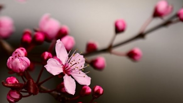 Un ramo di Sakura in fiore (Prunus serrulata)