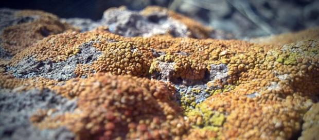 Fue un organismo pionero en habitar tierra firme Fue un organismo pionero en habitar tierra firme