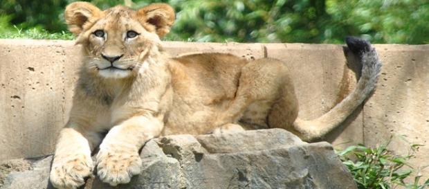 Lion cub attack on five-year-old boy/Flickr Lion cub attack on five-year-old boy/Flickr