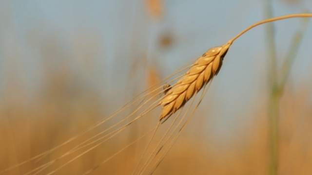 Insalata di farro con pecorino e verdure