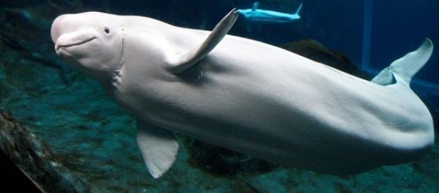 la ballena beluga con su carita hermosa la ballena beluga con su carita hermosa