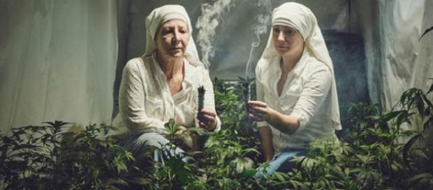 La plantación de marihuana de las monjas La plantación de marihuana de las monjas