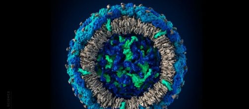 Il virus Zika come appare in 3D
