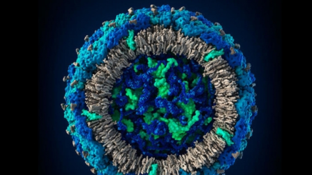Il virus Zika come appare in 3D