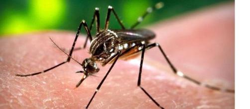 Zanzara Aedes Aegypti, vettrice del virus Zika