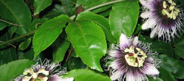 Așa arată planta passiflora, un remediu excelent Așa arată planta passiflora, un remediu excelent