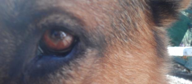 El maltrato animal también es un delito. El maltrato animal también es un delito.