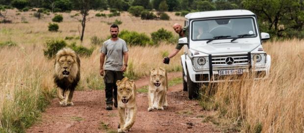 Kevin Richardson alături de leii din reclamă Kevin Richardson alături de leii din reclamă