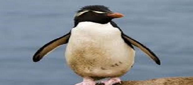 Penguins are great little hunters (wikipedia). Penguins are great little hunters (wikipedia).