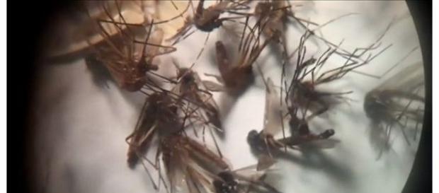 zika vírus está causando muitos pânico no mundo zika vírus está causando muitos pânico no mundo
