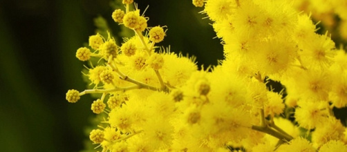 Frasi auguri Festa della donna 2016 e idee regalo