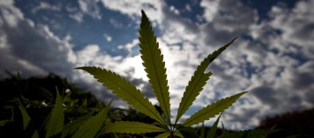 Marijuana, planta para uso medicinal Marijuana, planta para uso medicinal