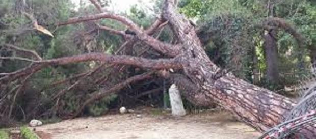 Messina, tragedia sfiorata per crollo di alberi Messina, tragedia sfiorata per crollo di alberi