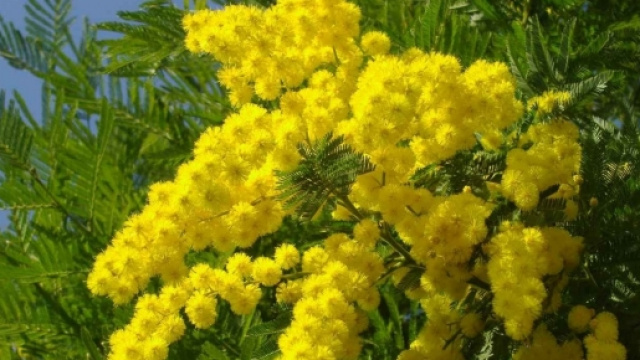 Auguri festa della donna e frasi divertenti