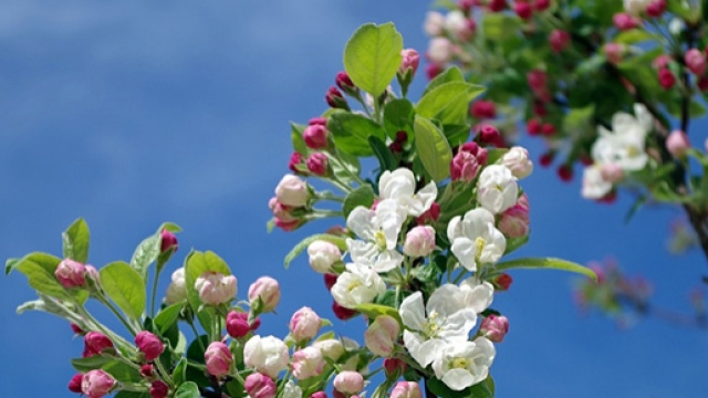 Previsioni del tempo per la primavera 2016