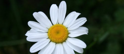 Petaloso, aggettivo associabile ad una margherita