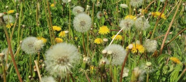 En primavera, proliferan los casos de alergias En primavera, proliferan los casos de alergias