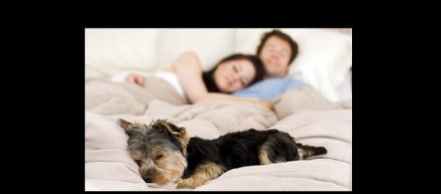 Estereotipos de familia, ahora con #perrhijos Estereotipos de familia, ahora con #perrhijos