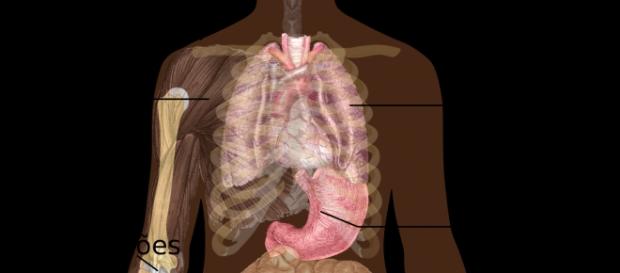 Gripes y resfriados son enfermedades infecciosas Gripes y resfriados son enfermedades infecciosas
