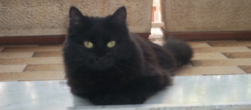 Gatto domestico che riposa sul balcone