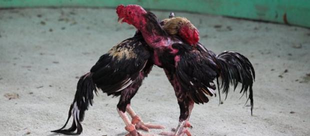 Las peleas de gallos de Alejandro Nieto. Las peleas de gallos de Alejandro Nieto.