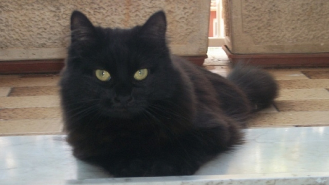 Gatto domestico che riposa sul balcone