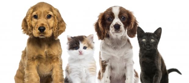 Lo mejor que podemos tener ... Una mascota Lo mejor que podemos tener ... Una mascota
