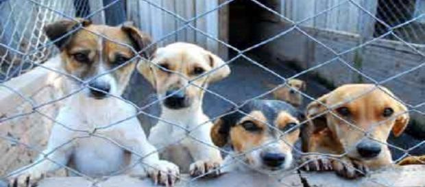 Na Madeira já está em vigor a nova lei onde proíbe o abate de animais de rua e de companhia. Na Madeira já está em vigor a nova lei onde proíbe o abate de animais de rua e de companhia.