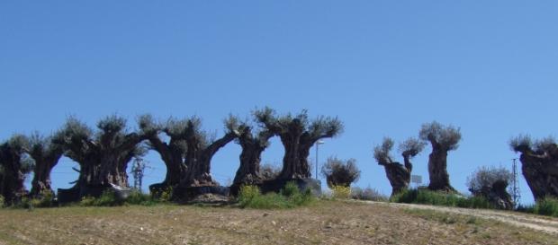 Viejos olivos semejando antiguos moais Viejos olivos semejando antiguos moais