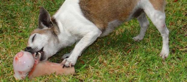 Perros alimentado con carne humana Perros alimentado con carne humana