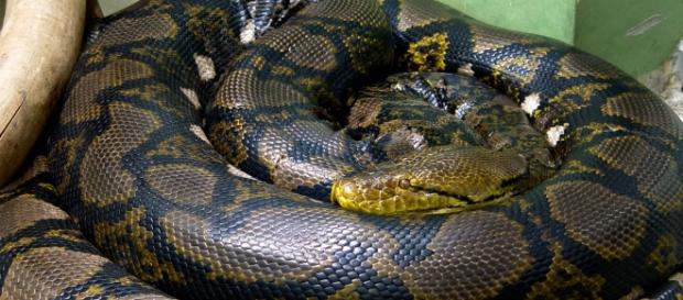 Monstruosa serpiente pitón gigante. Monstruosa serpiente pitón gigante.