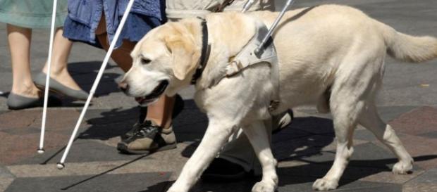 Perro-guía acompañando a una persona invidente. Perro-guía acompañando a una persona invidente.