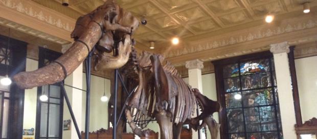 Osamenta de un animal prehistórico descubierto en México Osamenta de un animal prehistórico descubierto en México