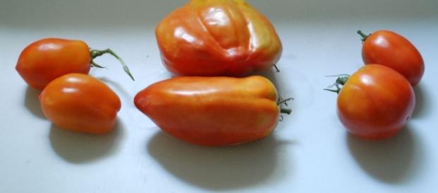 Paste tomatoes: Roma versus Opalka- photo by the author Paste tomatoes: Roma versus Opalka- photo by the author