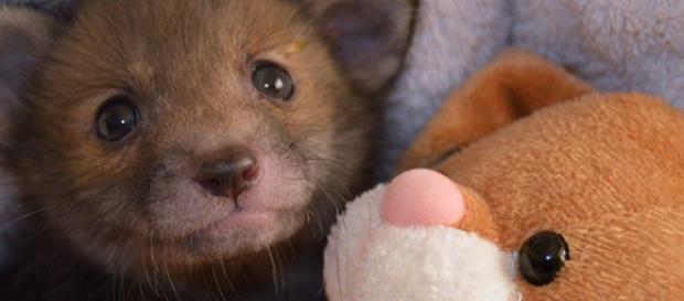A raposinha Puggle com seu coelho de pelúcia A raposinha Puggle com seu coelho de pelúcia