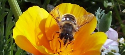 Una abeja polinizando en mi jardín