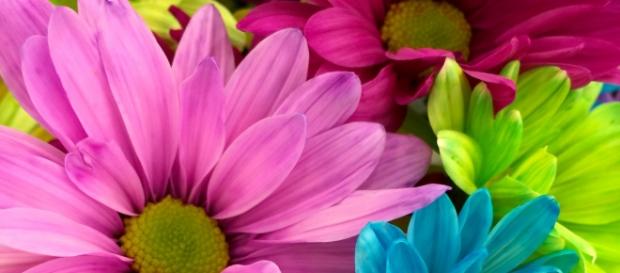 flower images courtesy of pexels.com flower images courtesy of pexels.com