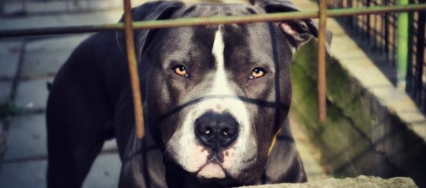 Un pitbull a ucis un bebeluș de trei zile cu care dormea în același pat Un pitbull a ucis un bebeluș de trei zile cu care dormea în același pat