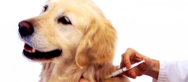 Animais têm uma opção a mais para cuidar da saúde Animais têm uma opção a mais para cuidar da saúde