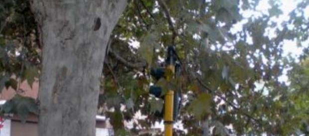 Roma: semaforo coperto da rami di un albero Roma: semaforo coperto da rami di un albero