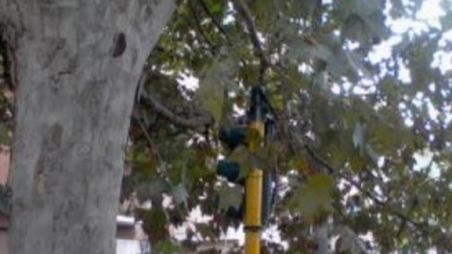 Roma: semaforo coperto da rami di un albero
