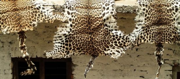 Confiscated leopard skins. Flickr cc via Photopin Confiscated leopard skins. Flickr cc via Photopin