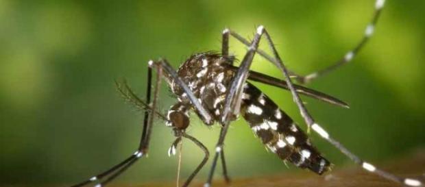 Nova espécie de mosquito descoberta em Rondônia Nova espécie de mosquito descoberta em Rondônia