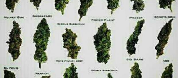 Foto de clases cogollos de marihuana Foto de clases cogollos de marihuana
