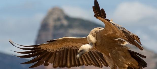 Griffon vulture. CC Wikimedia. Griffon vulture. CC Wikimedia.