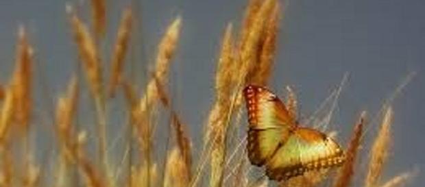 Nuove scoperte sulla celiachia Nuove scoperte sulla celiachia