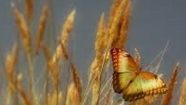 Nuove scoperte sulla celiachia