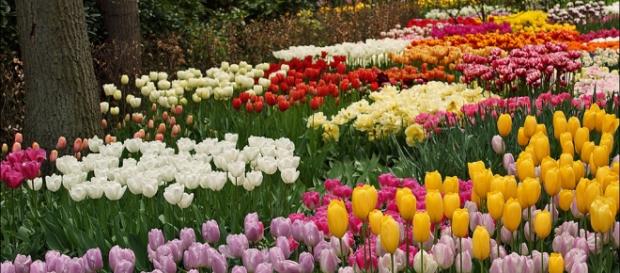 Tulipas são um símbolo da Holanda Tulipas são um símbolo da Holanda