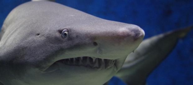 Un "pez" cartilaginoso: el tiburón Un "pez" cartilaginoso: el tiburón