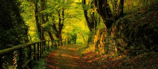 Pelo bosque, a alma atravessa o universo Pelo bosque, a alma atravessa o universo